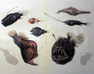 Antartktis-Fotos-TSD-3-16 004